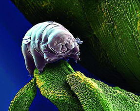 地球生物生命力排行榜 水熊蟲(chóng)并非第一